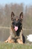 MALINOIS 1063